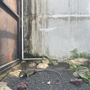 blue-tailed monitor (varanus doreanus) - museum komodo