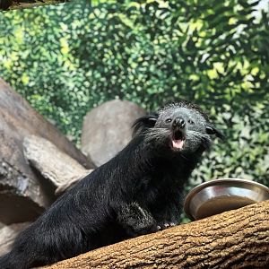 Cincinnati Zoo - Night Hunters - Bearcat/Binturong Exhibit