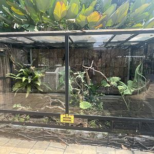 mixed tree monitor exhibit - museum komodo