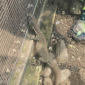 timor monitor (varanus timorensis) - museum komodo