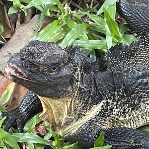 indonesian giant sailfin dragon (hydrosaurus microlophus) - museum komodo