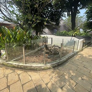 green iguana exhibit - museum komodo