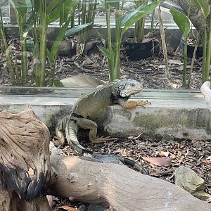 green iguana (iguana iguana) - museum komodo
