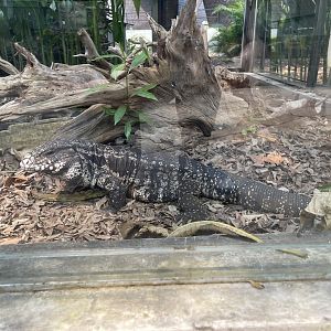 argentine black and white tegu (salvator merianae) - museum komodo