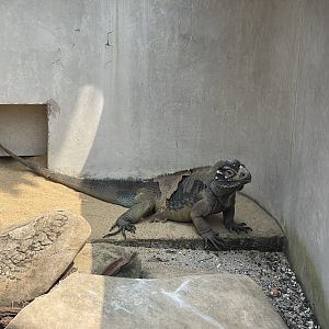 rhinoceros iguana (cyclura cornuta) - museum komodo