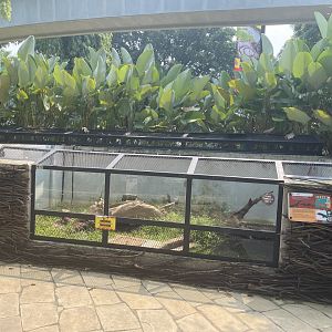 black dragon water monitor exhibit - museum komodo