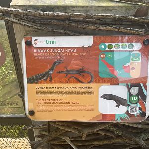 black dragon water monitor signage - museum komodo