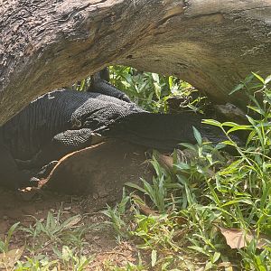 black dragon water monitor (varanus salvator komaini) - museum komodo