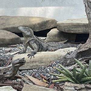 cuban rock iguana (cyclura nubila) - museum komodo