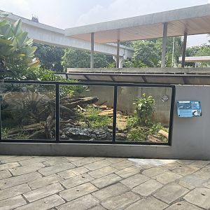 crocodile monitor exhibit - museum komodo