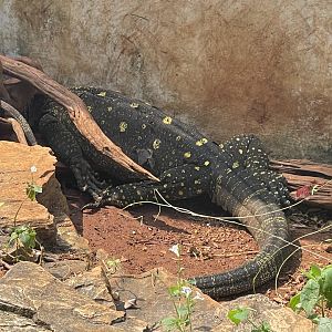crocodile monitor (varanus salvadorii) - museum komodo