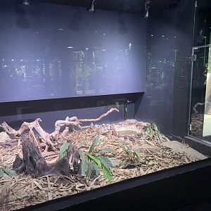 king cobra exhibit - museum komodo