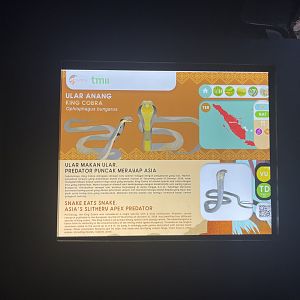 king cobra signage - museum komodo