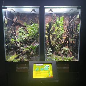 indonesian pit viper exhibits - museum komodo