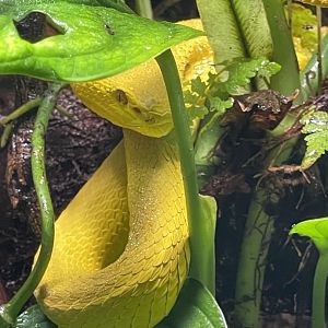 wetar island pit viper (trimeresus insularis) - museum komodo