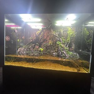 viper exhibit - museum komodo