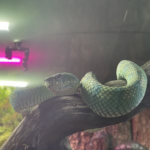 bornean keeled green pit viper (tropidolaemus subannulatus) - museum komodo