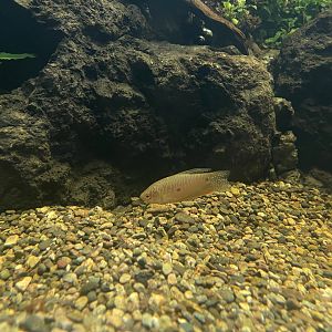 three spot gourami (trichopodus trichopterus) - museum komodo