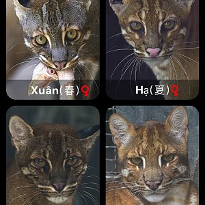 Individual Identification Guide for the Four Asian Golden Cats