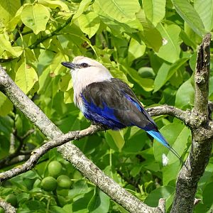 Blue-bellied roller (Coracias cyanogaster)