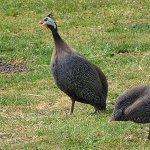 Helmeted guinea fowl (Numida meleagris)