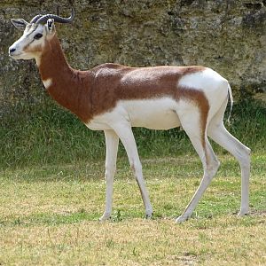 Mhorr gazelle (Nanger dama mhorr)