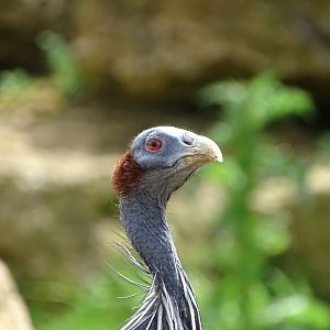 Vulturine guinea fowl (Acryllium vulturinum)