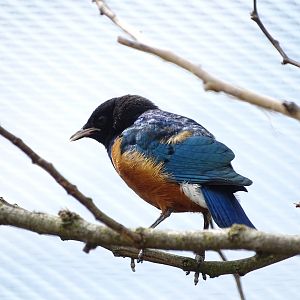 Superb starling (Lamprotornis superbus)