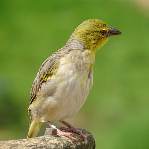Village weaver (Ploceus cucullatus)