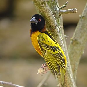 Village weaver (Ploceus cucullatus)