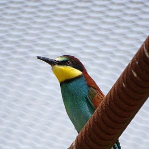 European bee-eater (Merops apiaster)