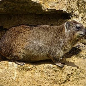 Rock hyrax (Procavia capensis)