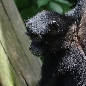 Colombian spider monkey (Ateles fusciceps rufiventris)