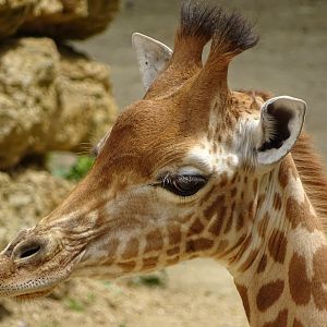 Kordofan giraffe (Giraffa antiquorum)