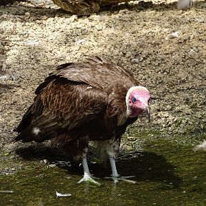 hooded vulture (Necrosyrtes monachus)