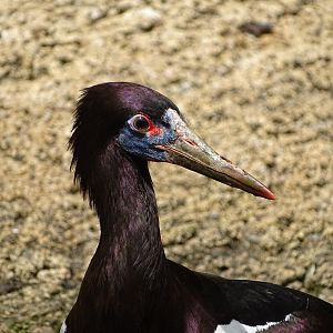 Abdim's stork (Ciconia abdimii)