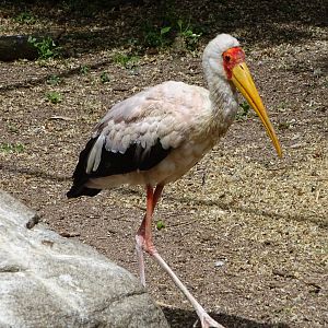 Yellow-billed stork (Mycteria ibis)