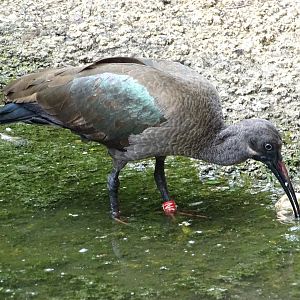 Hadada ibis (Bostrychia hagedash)