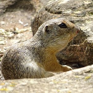 European ground squirrel (Spermophilus citellus)
