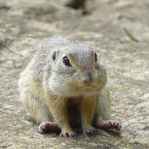 European ground squirrel (Spermophilus citellus)