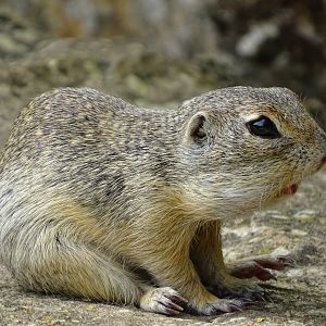 European ground squirrel (Spermophilus citellus)