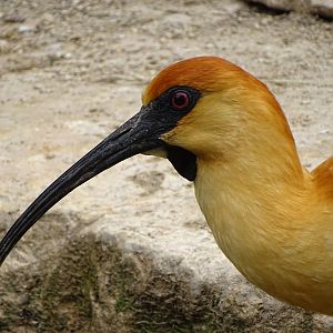 Black-faced ibis (Theristicus melanopis)