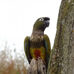 Burrowing parrot (Cyanoliseus patagonus)
