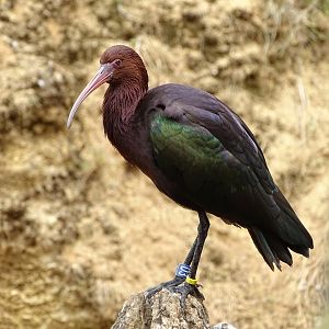 Puna ibis (Plegadis ridgwayi)