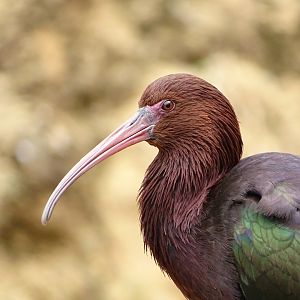 Puna ibis (Plegadis ridgwayi)