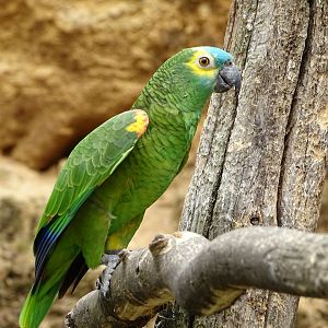 Blue-fronted amazon (Amazona aestiva)