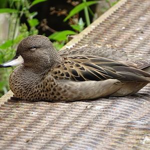 Yellow-billed teal (Anas flavirostris)
