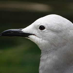 Grey gull (Leucophaeus modestus)