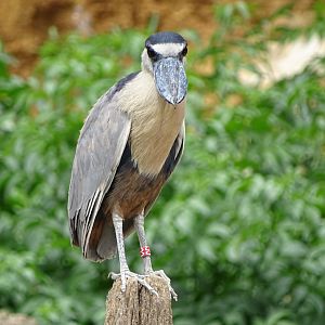 Boat-billed heron (Cochlearius cochlearius)