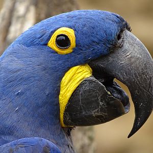 Hyacinth macaw (Anodorhynchus hyacinthinus)